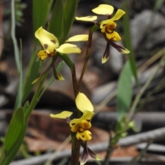 Diuris sulphurea (Tiger Orchid) at Cotter River, ACT - 9 Dec 2016 by JohnBundock