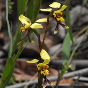 Diuris sulphurea at Cotter River, ACT - suppressed