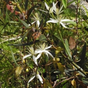 Clematis aristata at Cotter River, ACT - 9 Dec 2016 02:29 PM