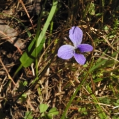 Viola betonicifolia (Mountain Violet) at Namadgi National Park - 9 Dec 2016 by JohnBundock