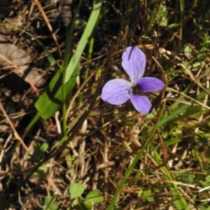 Viola betonicifolia at Cotter River, ACT - 9 Dec 2016