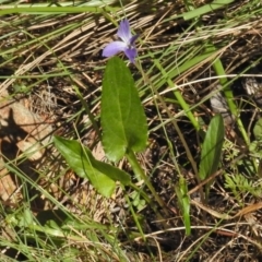 Viola betonicifolia at Cotter River, ACT - 9 Dec 2016