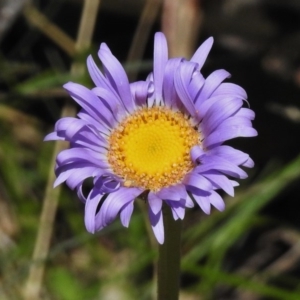 Brachyscome spathulata at Cotter River, ACT - 9 Dec 2016