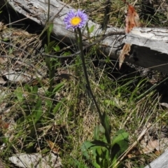 Brachyscome spathulata at Cotter River, ACT - 9 Dec 2016 11:10 AM