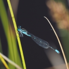 Austroagrion watsoni (Eastern Billabongfly) at Paddys River, ACT - 6 Dec 2016 by KenT