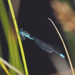 Austroagrion watsoni (Eastern Billabongfly) at Paddys River, ACT - 7 Dec 2016 by KenT