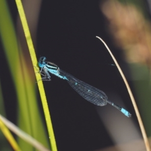 Austroagrion watsoni at Paddys River, ACT - 7 Dec 2016