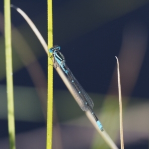 Austroagrion watsoni at Paddys River, ACT - 7 Dec 2016