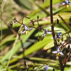 Dianella tasmanica at Cotter River, ACT - 9 Dec 2016