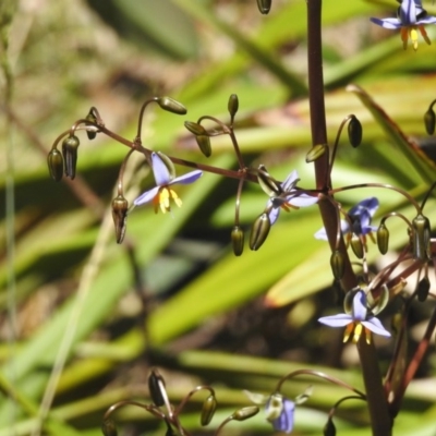 Dianella tasmanica (Tasman Flax Lily) at Cotter River, ACT - 9 Dec 2016 by JohnBundock