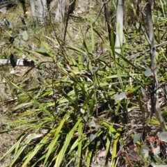 Dianella tasmanica at Cotter River, ACT - 9 Dec 2016 11:03 AM