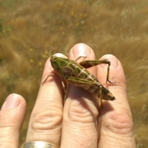 Perunga ochracea at Whitlam, ACT - 12 Dec 2016 12:49 PM