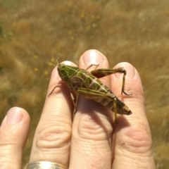 Perunga ochracea (Perunga grasshopper, Cross-dressing Grasshopper) at Whitlam, ACT - 12 Dec 2016 by RobSpeirs