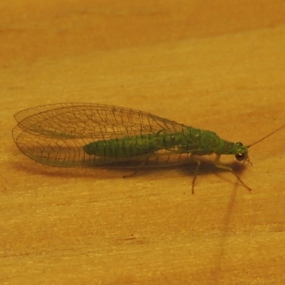 Mallada sp. (genus) (Green lacewing) at Conder, ACT - 29 Oct 2016 by michaelb