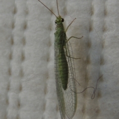 Mallada sp. (genus) at Conder, ACT - 30 Oct 2016