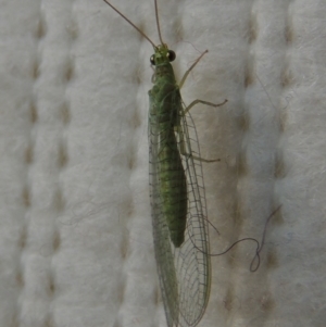 Mallada sp. (genus) at Conder, ACT - 30 Oct 2016 08:02 AM