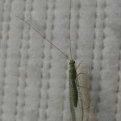 Mallada sp. (genus) at Conder, ACT - 30 Oct 2016 08:02 AM