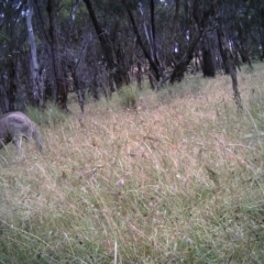 Macropus giganteus (Eastern Grey Kangaroo) at Mulligans Flat - 15 Dec 2016 by MulligansFlat1