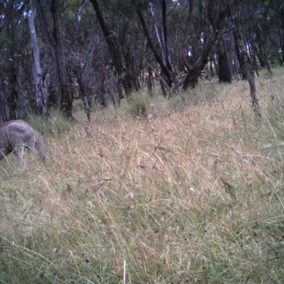 Macropus giganteus (Eastern Grey Kangaroo) at Mulligans Flat - 16 Dec 2016 by MulligansFlat1