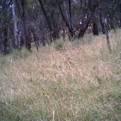 Unverified at Mulligans Flat - 16 Dec 2016 by MulligansFlat1