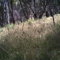 Unidentified at Mulligans Flat - 15 Dec 2016 by MulligansFlat1