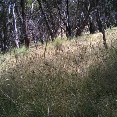 Unidentified at Mulligans Flat - 15 Dec 2016 by MulligansFlat1