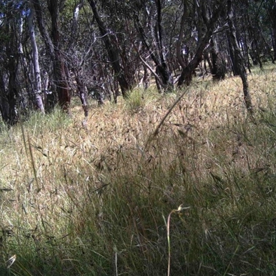 Unidentified at Mulligans Flat - 16 Dec 2016 by MulligansFlat1