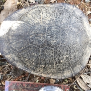 Chelodina longicollis at Gungahlin, ACT - 17 Dec 2016