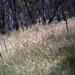 Unidentified at Mulligans Flat - 16 Dec 2016 by MulligansFlat1