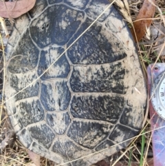 Chelodina longicollis (Eastern Long-necked Turtle) at Mulligans Flat - 17 Dec 2016 by CedricBear