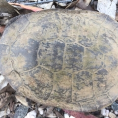 Chelodina longicollis (Eastern Long-necked Turtle) at Mulligans Flat - 17 Dec 2016 by CedricBear