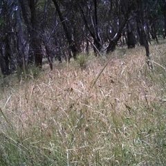 Unidentified at Mulligans Flat - 16 Dec 2016 by MulligansFlat1