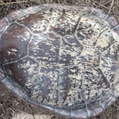 Chelodina longicollis (Eastern Long-necked Turtle) at Gungahlin, ACT - 17 Dec 2016 by CedricBear