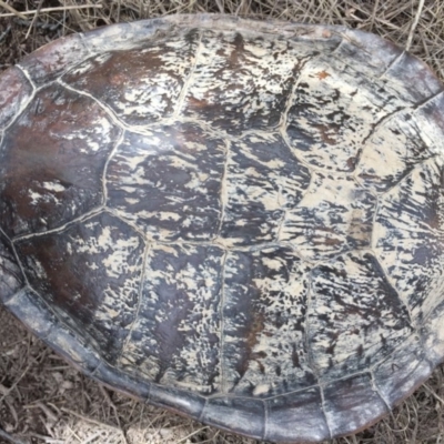Chelodina longicollis (Eastern Long-necked Turtle) at Mulligans Flat - 17 Dec 2016 by CedricBear