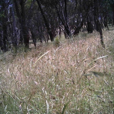 Unidentified at Mulligans Flat - 16 Dec 2016 by MulligansFlat1