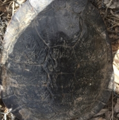 Chelodina longicollis (Eastern Long-necked Turtle) at Mulligans Flat - 17 Dec 2016 by CedricBear