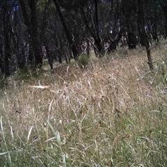 Unidentified at Mulligans Flat - 16 Dec 2016 by MulligansFlat1