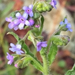 Cynoglossum australe (Australian Forget-me-not) at QPRC LGA - 17 Dec 2016 by Wandiyali