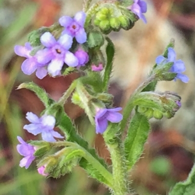 Cynoglossum australe (Australian Forget-me-not) at Googong, NSW - 17 Dec 2016 by Wandiyali