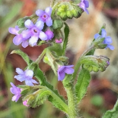 Cynoglossum australe (Australian Forget-me-not) at Wandiyali-Environa Conservation Area - 17 Dec 2016 by Wandiyali