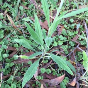 Cynoglossum australe at Googong, NSW - 17 Dec 2016 02:04 PM