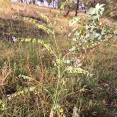 Cynoglossum australe at Googong, NSW - 17 Dec 2016