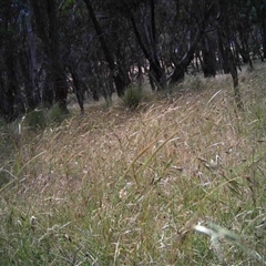 Unidentified at Mulligans Flat - 16 Dec 2016 by MulligansFlat1