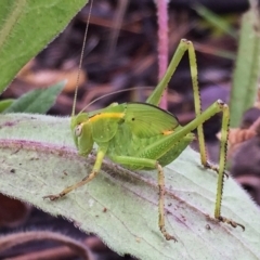 Caedicia simplex (Common Garden Katydid) at Googong, NSW - 17 Dec 2016 by Wandiyali