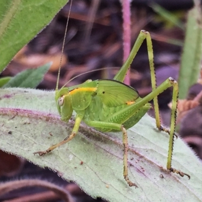 Caedicia simplex (Common Garden Katydid) at QPRC LGA - 17 Dec 2016 by Wandiyali