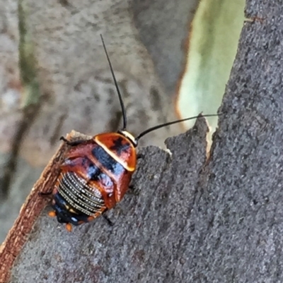 Ellipsidion australe (Austral Ellipsidion cockroach) at QPRC LGA - 17 Dec 2016 by Wandiyali