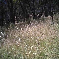 Unidentified at Mulligans Flat - 16 Dec 2016 by MulligansFlat1