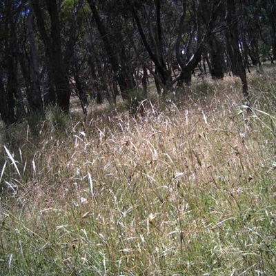 Unidentified at Mulligans Flat - 16 Dec 2016 by MulligansFlat1