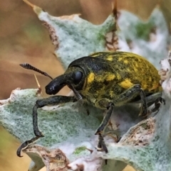 Larinus latus (Onopordum seed weevil) at QPRC LGA - 17 Dec 2016 by Wandiyali