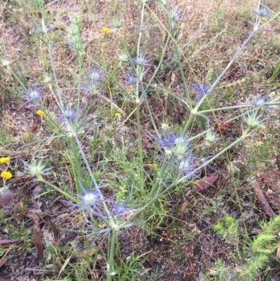 Eryngium ovinum (Blue Devil) at QPRC LGA - 17 Dec 2016 by yellowboxwoodland